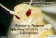 Managing Rugose Spiraling Whitefly in the Landscape Spiraling Whitefly... · Study conducted in對 Fort Myers, FL. Merit, Safari 20 SG and Arena 50 WG applied as a soil drench with