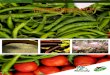 Plant Genetic Resources and Genebank Management · International, Rome, Italy. Module Prepared by: ... slideshow); d) Background photo: Chillies, aubergines and tomatoes on sale in