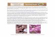 Theodore Payne Foundation, a non-profit plant …...Charming centaury (Zeltnera venusta), Indian pink (Silene laciniata), and Mariposa lily (Calochortus splendens) and fairy lanterns