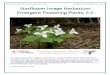 Starflower Image Herbarium & Landscaping Pages Emergent ......Starflower Image Herbarium & Landscaping Pages Emergent Flowering Plants, S-Z – pg.4 Sagittaria latifolia Wapato, Arrowhead