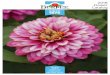 2018 Flower Catalog Catalog 2018_LR.pdfBright red and purple flowers “pop” above the green leaves. Versatile mounded and trailing plants are useful for baskets, mixed containers