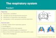 The respiratory system - uniba.sk...The respiratory system Practical 1 Objectives Respiration, ventilation Intrapleural and intrapulmonary pressure Mechanism of inspiration and expiration