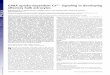 GABA uptake-dependent Ca2 signaling in developing ...GABA uptake-dependent Ca2 signaling in developing olfactory bulb astrocytes Michael Doengia,b,c, Daniela Hirnetb,c, Philippe Coulonc,