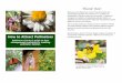 How to Attract Pollinator sresources.baltimorecountymd.gov/Documents/... · tors, select plants with different flower sizes, shapes, colors, heights and growth habitats. Aim to provide