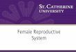 Female Reproductive - St. Kate's Liberal Arts and Sciences€¦ · Female Reproductive FEMALE System. Primary Sex Organs for two sexes •Gonads –Ovaries in female –Testes in