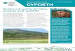 News from Natural Resources Wales Issue 3 // September ... · 9/3/2013  · Standard certificate for our Forest Management practices in Wales. ... training and enterprise, health