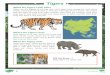 Tigers - Amazon Web Services€¦ · Tigers What Do Tigers Look Like? Tigers are the biggest of the big cats. Most tigers have orange fur with black stripes. Some tigers have black