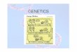 GENETICS - effinghamsecondary.co.za · GENETICS. Everyone receives one set of chromosomes from their mother and one set of chromosomes from their father, ie, half their genetic material