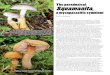 Squmanita - FUNGI Mag 2842LR.pdfMycoKey costs 40 euros + VAT, its inclusion with Funga Nordica makes for a great bargain. And, until the book is reprinted, it provides an option for
