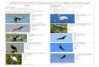 COMMON WINTER BIRDS of CHACALA with common English and … · COMMON WINTER BIRDS of CHACALA with common English and Spanish names Please note: This list cannot be used for commercial