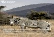 International studbook for Grevy’s zebra 2019 · The Grevy’s zebra conservation projects are supported, and, often, made possible by the continued funding and support of the global