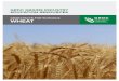 GRDC GRAINS INDUSTRY EDUCATION RESOURCES€¦ · Contents GRDC Vision..... 2 GRDC Mission ... from green to gold. During this grains will not fill out and will become ‘pinched’