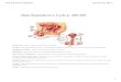 Male Reproductive Cycle p. 488489 - Lushman's Sciencelushmanscience.weebly.com/uploads/2/3/5/3/23534300/unit...Unit 2 Review.notebook 3 January 18, 2014 Male Reproductive Cycle p