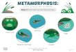 Frog - Life Cycle · Metamorphosis: LIFE CYCLE OF A FROG Frogs lay egg masses in the water. After several days to weeks, tadpoles hatch from eggs and live in water using gills to