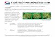 GAPs and FSMA – an Overview for Hop Growers in Virginia · 2017-01-16 · GAPs and FSMA – an Overview for Hop Growers in Virginia Holly Scoggins Associate Professor and Extension