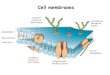 Cell membranes · The fluid-mosaic model of the cell-surface membrane. Movement across membranes Molecules can pass across membranes by: • Simple diffusion • Facilitated diffusion