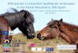 Wild ponies in mountain heathlands landscapes in the ...€¦ · • Ponies form bands with one stalion and several mares and foals (7-32 individuals) • Home range of 107-317 ha