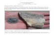Fossil Collecting Report Collecting Report F… · Fossil Collecting Report February, 2009 Daniel A. Woehr and Friends and Family February 8, 2009: 4 Man Creek Stomp To make a long