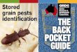 Gosford City Pest Control - Stored grain pests identification€¦ · Major pest of whole cereal grains. Key feATuRes: Adults are dark brownish black (2 – 4mm long) with a long