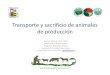 Transporte y sacrificio de animales de producción€¦ · Transporte y sacrificio: sus efectos sobre el Bienestar Animal Libres de hambre y sed En general no tienen acceso a agua