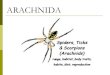 ARACHNIDA - WordPress.com · 2019-07-24 · (Arachnids) rwye, habitat, body traits. diet. reproduction . pseudoscorpions Scorpions . mouth intesti . pedipalp cephalothorax abdomen