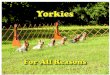 Who’s Who for 2012 · Tracking has a CT, Champion Tracker. Since 1985 there have been 5 OTCH Yorkies, 28 MACH Yorkies and 2 PACH Yorkies. Many of those 28 MACH Yorkies have gone