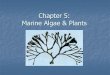 Chapter 5: Marine Algae & Plantsmsmurraybiology.weebly.com/.../25563258/_marine_algae_and_plant… · Algae are Nonvascular Vascular Plants: land plants have roots, and stems to transport