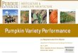 Pumpkin Variety Performance - Purdue Agriculture · 2018. 1. 19. · 2 Powdery Mildew Treatments : Treated (quinoxyfen and myclobutanil) Not Treated. 16 varieties : 14 jack-o-lantern