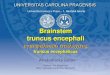 Brainstem truncus encephali - Univerzita Karlova · The medullary pyramids contain motor fibers that are known as the corticobulbar and corticospinal tracts. The corticospinal tracts