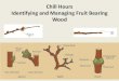 Chill Hours Identifying and Managing Fruit Bearing Wood... · • Chill hours are the number of hours of cold that are required to break down or degrade these growth inhibiting hormones