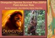 Orangutan Species Survival Plan (SSP)© Field Advisor Role€¦ · Zoo Negara HUTAN-KOCP Sepilok Matang (2013) Semenggoh (2013) New sites for 2013 - Zoos Bali Zoo Bali Safari and