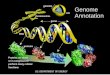 Genome Annotation · genome annotation. It uses: – Homology to existing, well-annotated genomes – Predictions of tRNA structure – ORF prediction based on start, stop codons