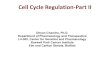 Cell Cycle Regulation-Part II - Roswell Park ... Cell Cycle Regulation-Part II Dhyan Chandra, Ph.D. Department of Pharmacology and Therapeutics L4-305, Center for Genetics and Pharmacology