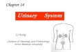 Urinary Systemjcyxy.ahmu.edu.cn/_upload/article/files/7d/9e/e5bb... · Urinary System Li Hong. Division of Histology and Embryology. ... layers is the urinary space. The parietal