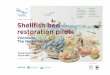 H. Sas F. Driessen P. Kamermans W. Lengkeek Shellfi sh bed ... · investigating shellfish surveys conducted in the area. 5. To design a new pilot, on the basis of the knowledge acquired