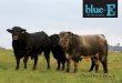 It’s time to convert - Blue-E · noun: efficient bulls that convert grass into money ORIGIN Coota Park: from ancient meaning, bloody brilliant bulls All Blue-E Bulls are Grassfed