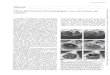 Three-dimensional echocardiography: views from old windows · Three-dimensional echocardiography: newviewsfromold windows Awide range of techniques for cardiac imaging devel-oped