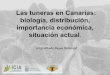 Las tuneras en Canarias: biología, distribución, importancia … · 2018. 4. 5. · Biblioteca Universitaria de la Laguna. Cochinilla (actualidad) • La Unión Europea en Febrero