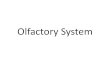 Olfactory System - University of South Dakotaapps.usd.edu/coglab/schieber/pdf/ChemicalSenses.pdf · Olfactory System . Gross Anatomy . Olfactory Epithelium . Olfactory Bulb . Olfactory
