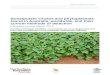 Sweetpotato viruses and phytoplasmas found in Australia ... · Sweetpotato viruses and phytoplasmas found in Australia, worldwide, and their current methods of detection Literature