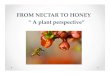 FROM NECTAR TO HONEY ““ A plant perspective”A plant ...worcestercountybeekeepers.com/From Nectar to Honey.pdf• Factors influencing net photosynthesis will influence nectar