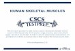 Human Skeletal Muscles - CSCStestprep.com · This document presented in table format contains information about the skeletal muscles of the human body. Each muscle’s origin, insertion,