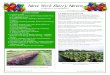 New York Berry News - Cornell University · New York Berry News, Vol. 7, No. 11 - 3 - Tree Fruit & Berry Pathology, NYSAES 3:40 Virus diseases of small fruit: Tips for avoiding and