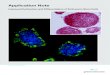 Application Note - Greiner Bio-One · Final differentiation of embryonic stem cells can either be achieved by returning embryoid bodies to adherent culture conditions or by directed