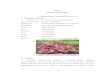 BAB II TINJAUAN PUSTAKA A. Amaranthus tricolor L.). 1 ...repository.setiabudi.ac.id/4044/4/BAB II.pdf · mengukur penangkapan radikal bebas sintetik dalam pelarut organik seperti