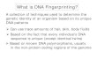 What is DNA Fingerprinting?u18439936.onlinehome-server.com/craig.milgrim/Bio... · What is DNA Fingerprinting? A collection of techniques used to determine the genetic identity of