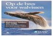 Op de bres voor walvissen - Amazon S3 · 2017. 9. 20. · commerciële walvisjacht pagina 4 De commerciële walvisjacht werd al meer dan twintig jaar geleden verboden. Desondanks