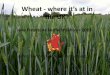 Wheat - where it s at in the UK? - FarmSmart · Jake Freestone Nuffield Scholar 2013 @No1FarmerJake – @FarmSmart15 . Overbury farms ... Ireland . Ireland . Overbury farms Wheat