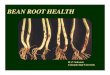 BEAN ROOT HEALTH - Colorado State University€¦ · Compost – Plant Disease Control Examples • Greenhouse systems with ornamentals and vegetables • Examples include fungi,