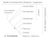 Bazální mnohobun ěč ní (Metazoa) - fylogeneze · Choanoflagellata + Ministeriida Calcispongia Ctenophora Placozoa Cnidaria Bilateria (+ Myxozoa) d
